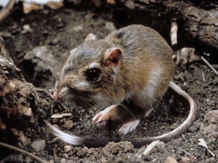The Texas kangaroo rat is among the species that could get protection under the Endangered Species Act.